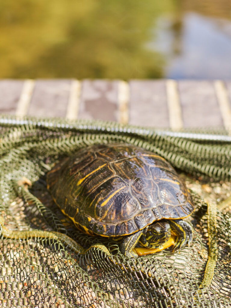The terrapin found in the River Lea. Photo: Tom Campbell