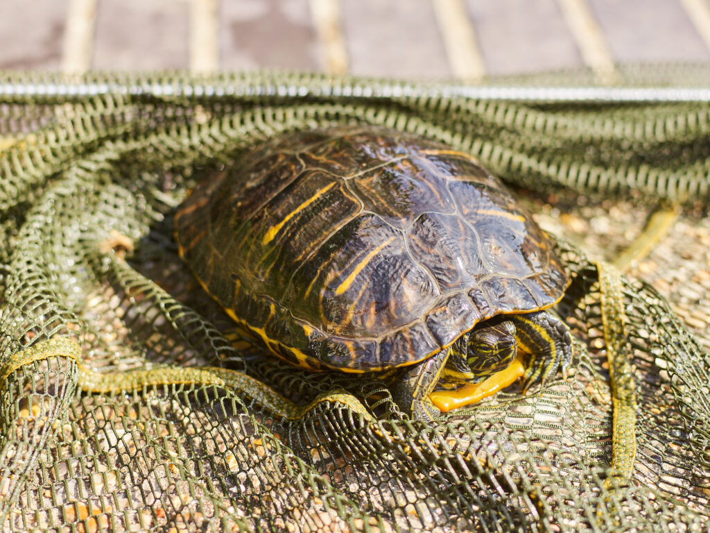 The terrapin found in the River Lea. Photo: Tom Campbell
