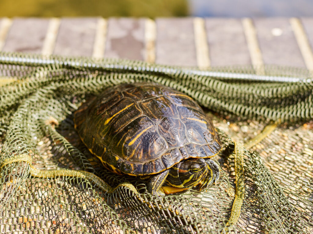 The terrapin found in the River Lea. Photo: Tom Campbell