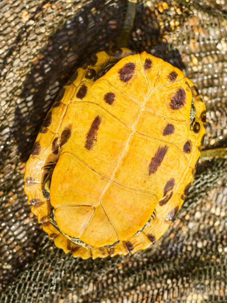 The terrapin found in the River Lea. Photo: Tom Campbell
