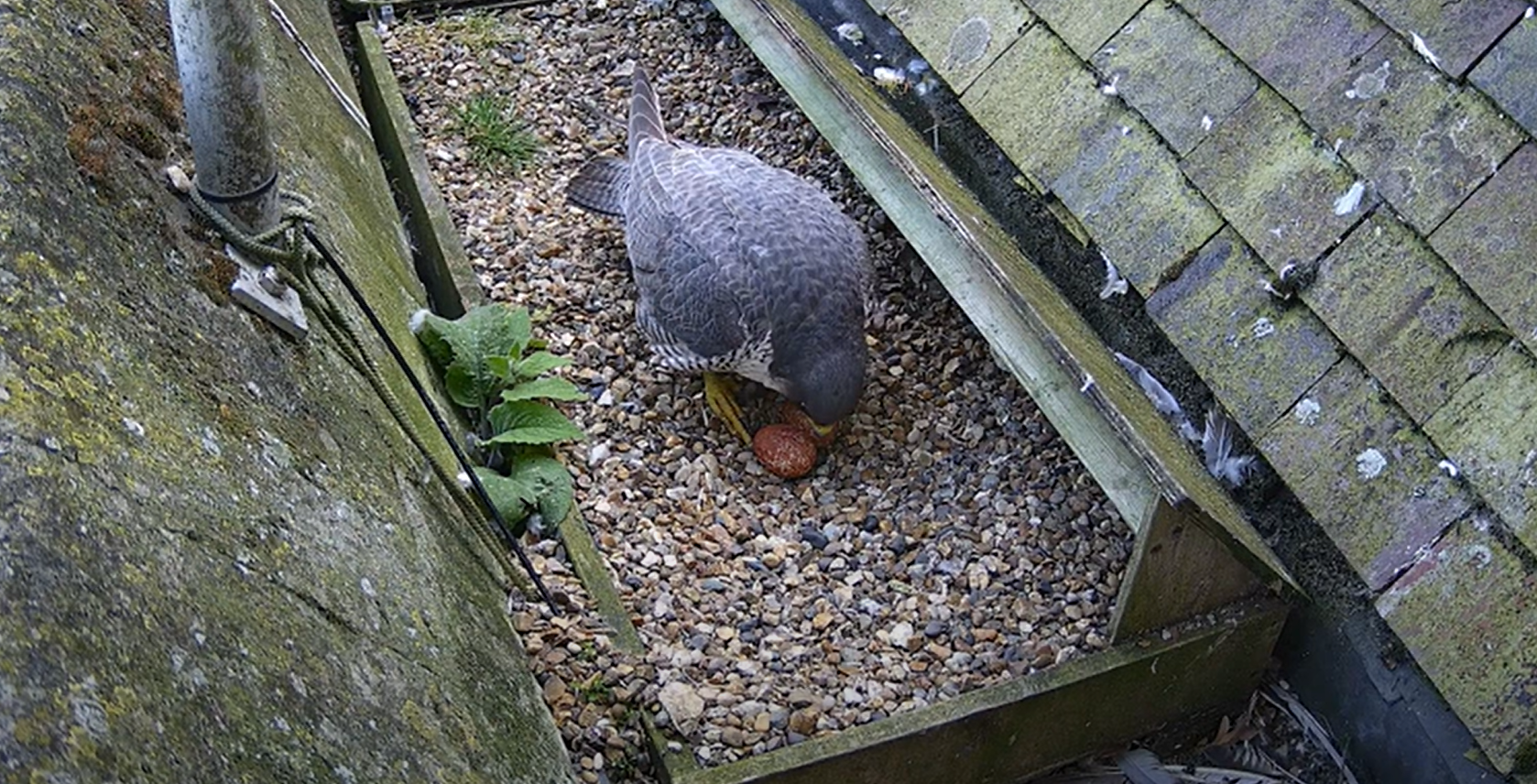 Boudicca sitting on her new clutch of eggs on the falcon livestream.