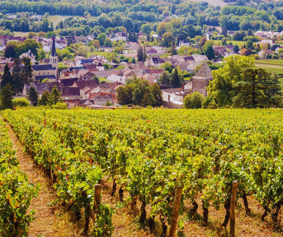 French vineyards