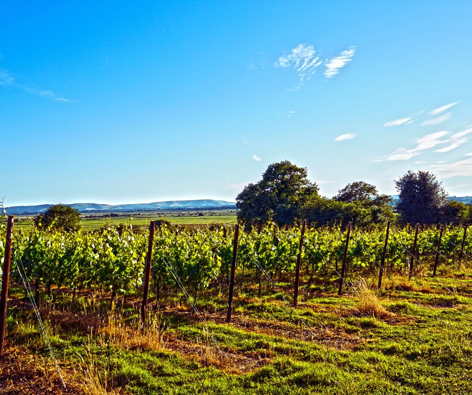 English wine vineyards