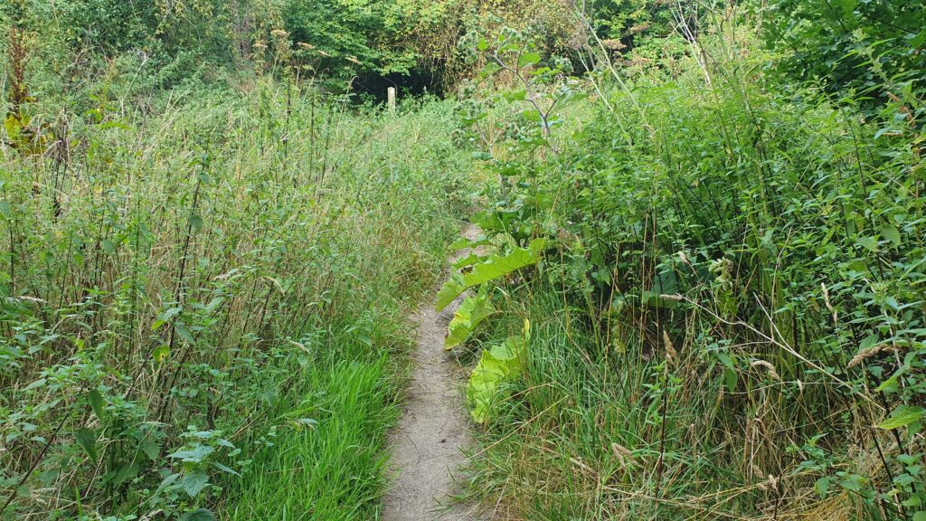 Overgrown paths at what should be Park Street's new country park.