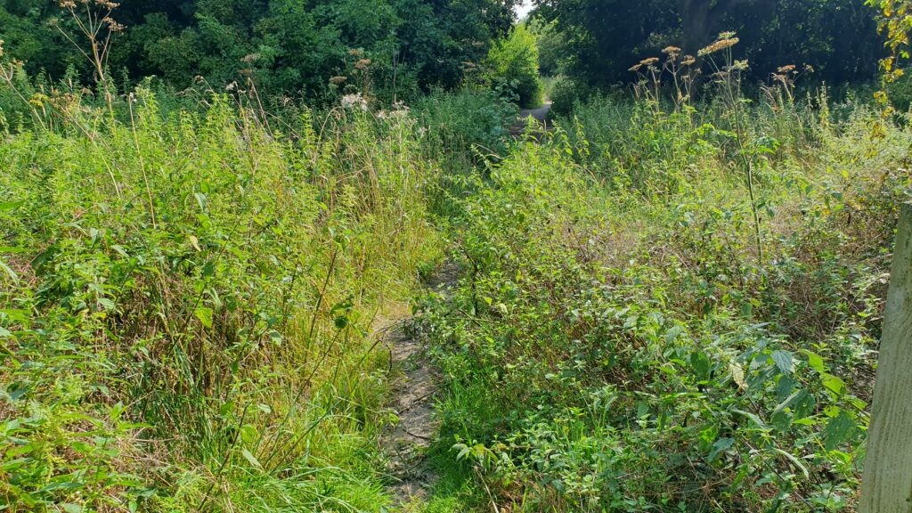 Overgrown paths at what should be Park Street's new country park.