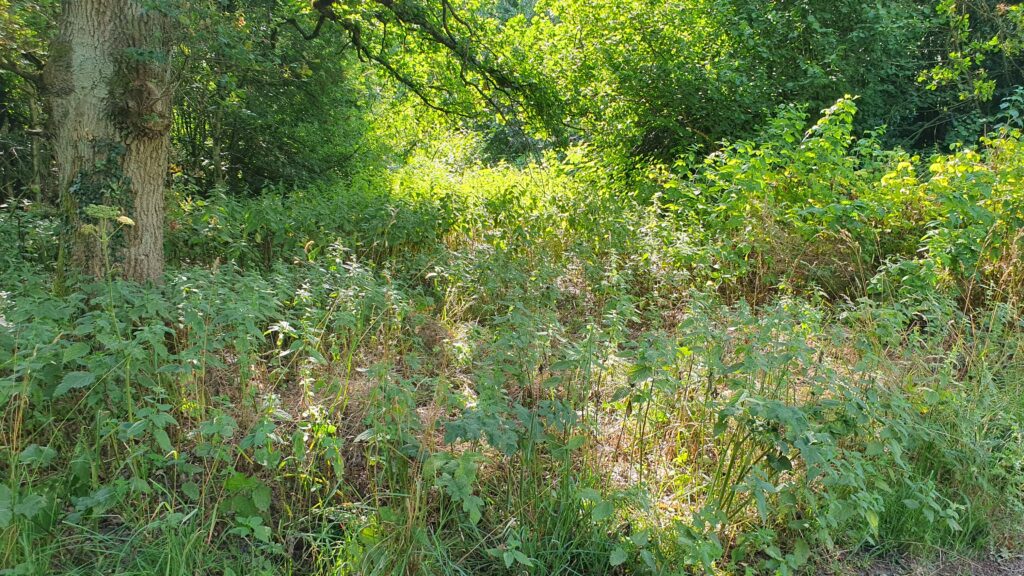 Overgrown paths at what should be Park Street's new country park.