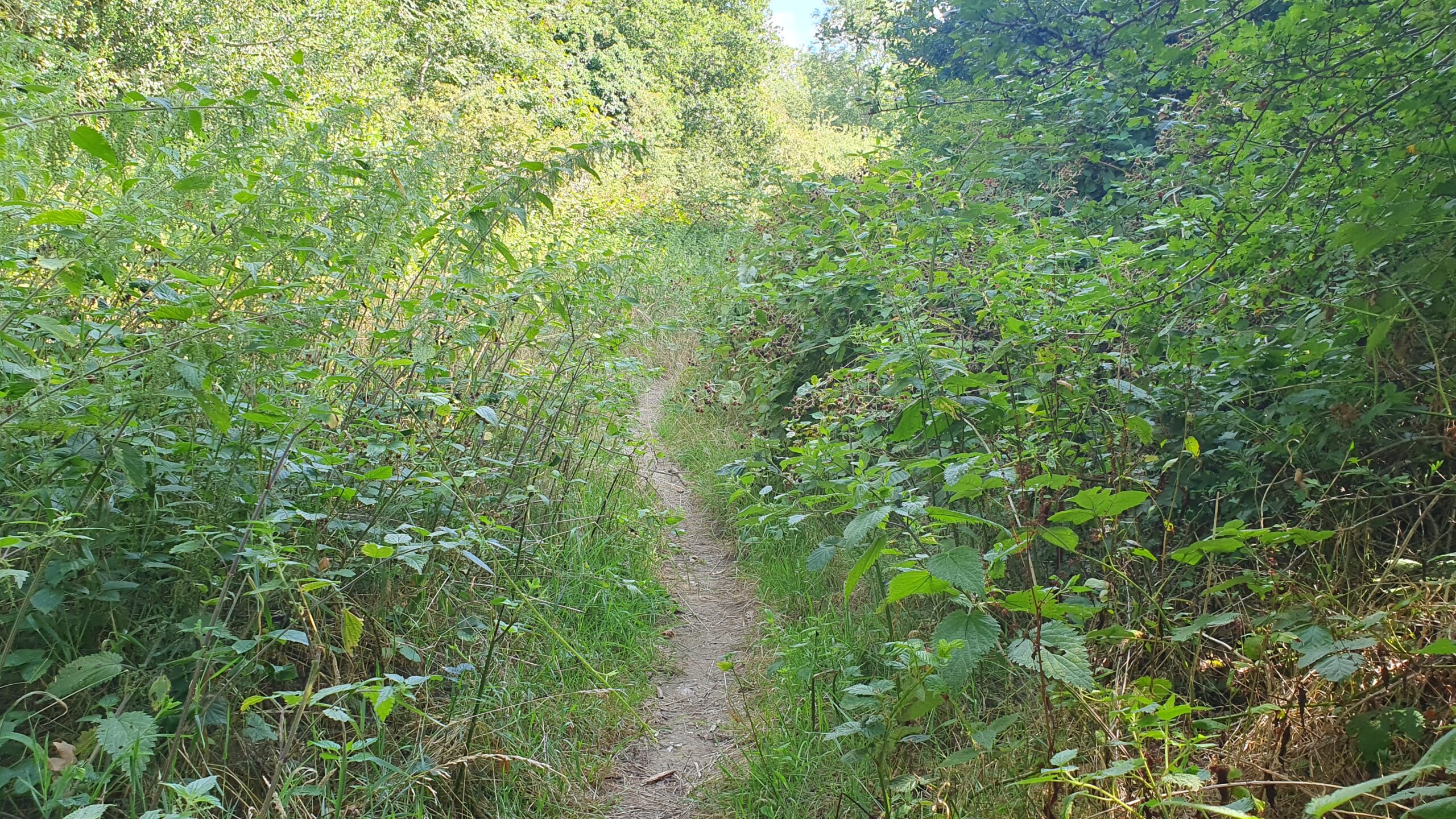 Overgrown paths at what should be Park Street's new country park.