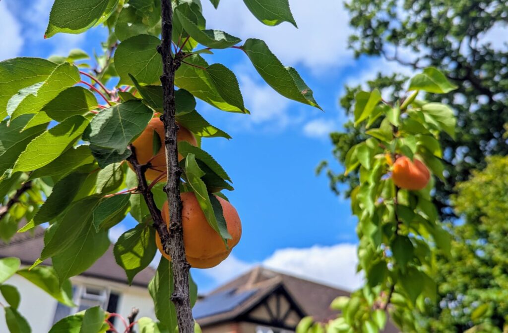 Elena's apricot tree