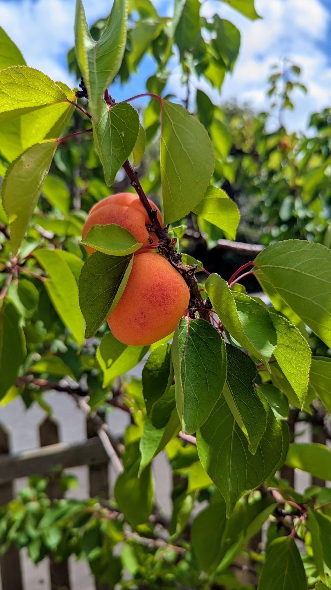Elena's apricot tree