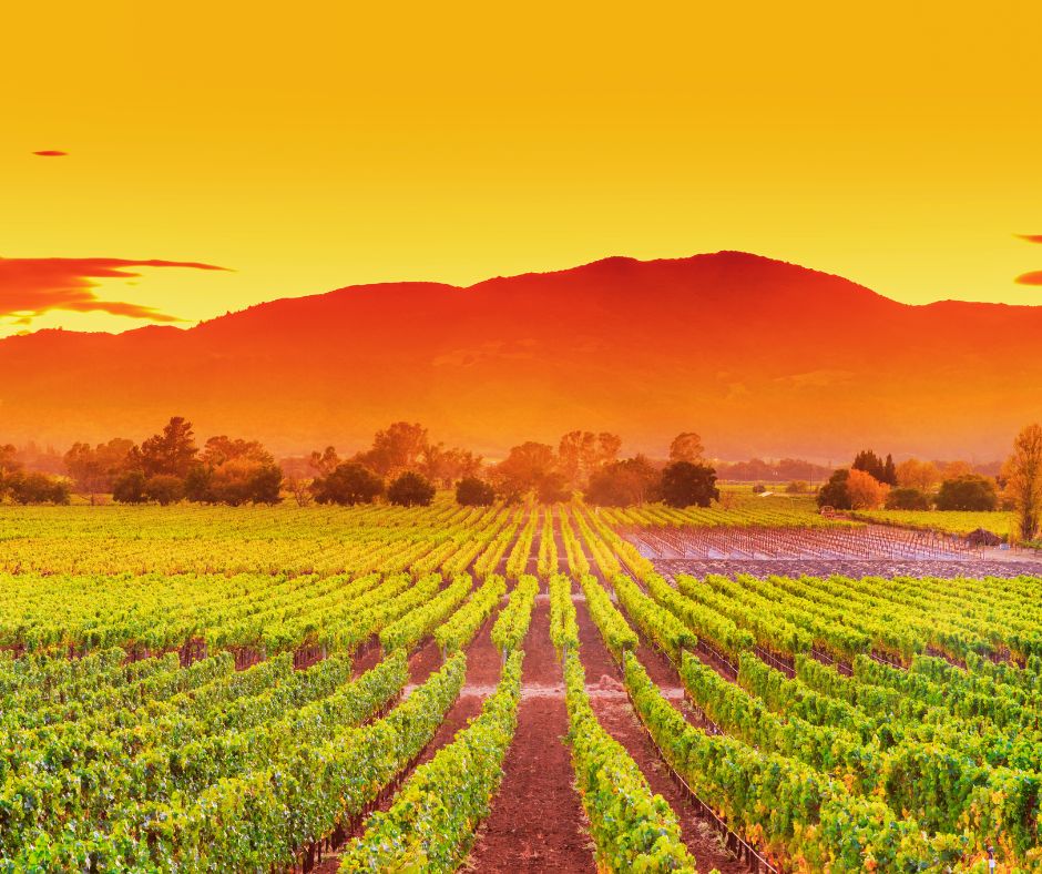 Napa Valley vineyards