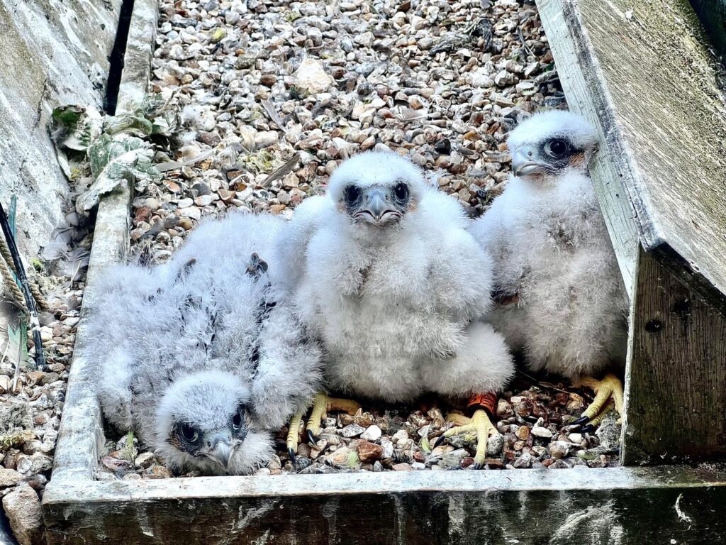Peregrine Falcon chicks back in the nest after being ringed at St Albans Cathedral. Photo: Barry Trevis