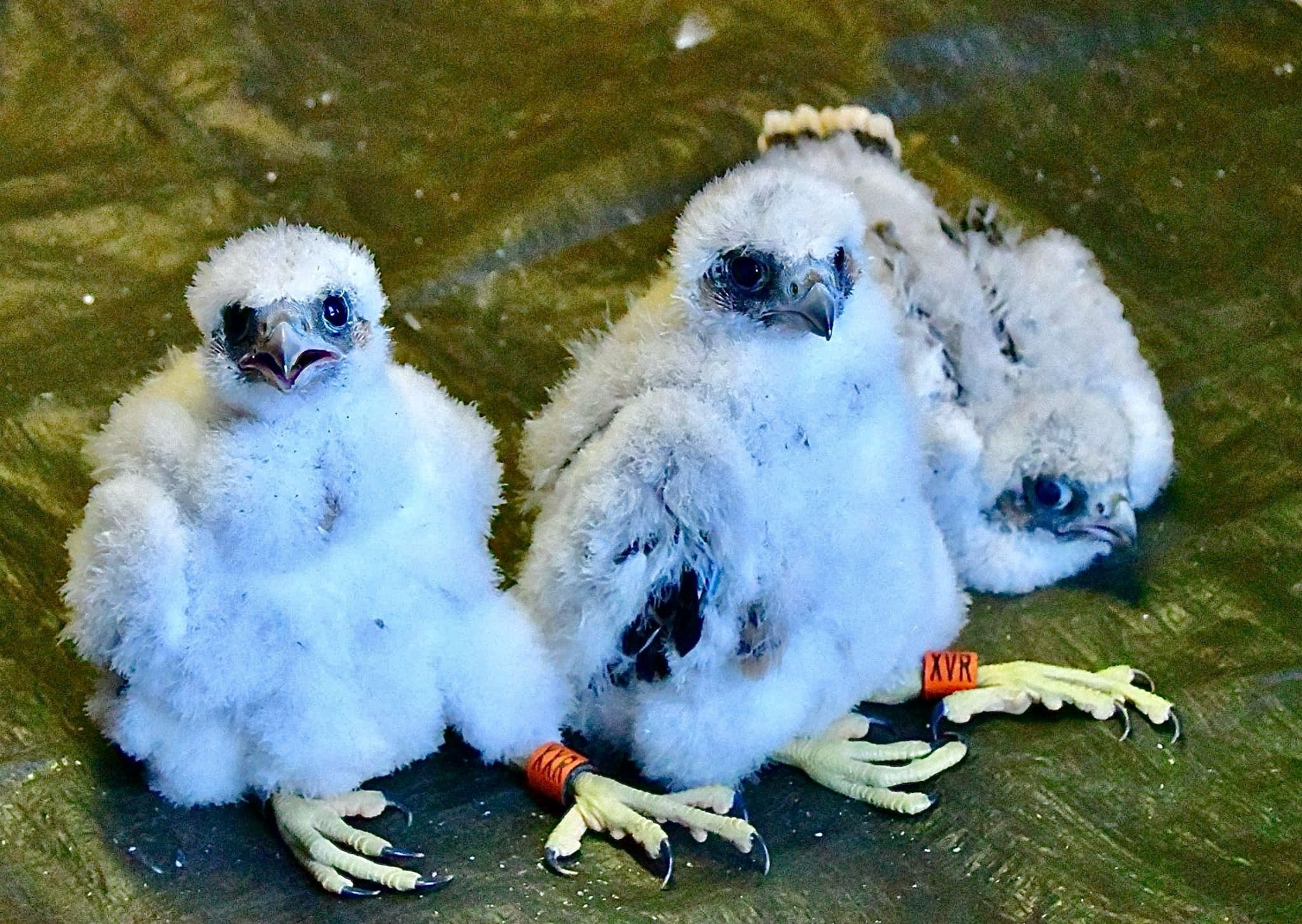 Peregrine Falcon chicks during ringing at St Albans Cathedral. Photo: Andy Day