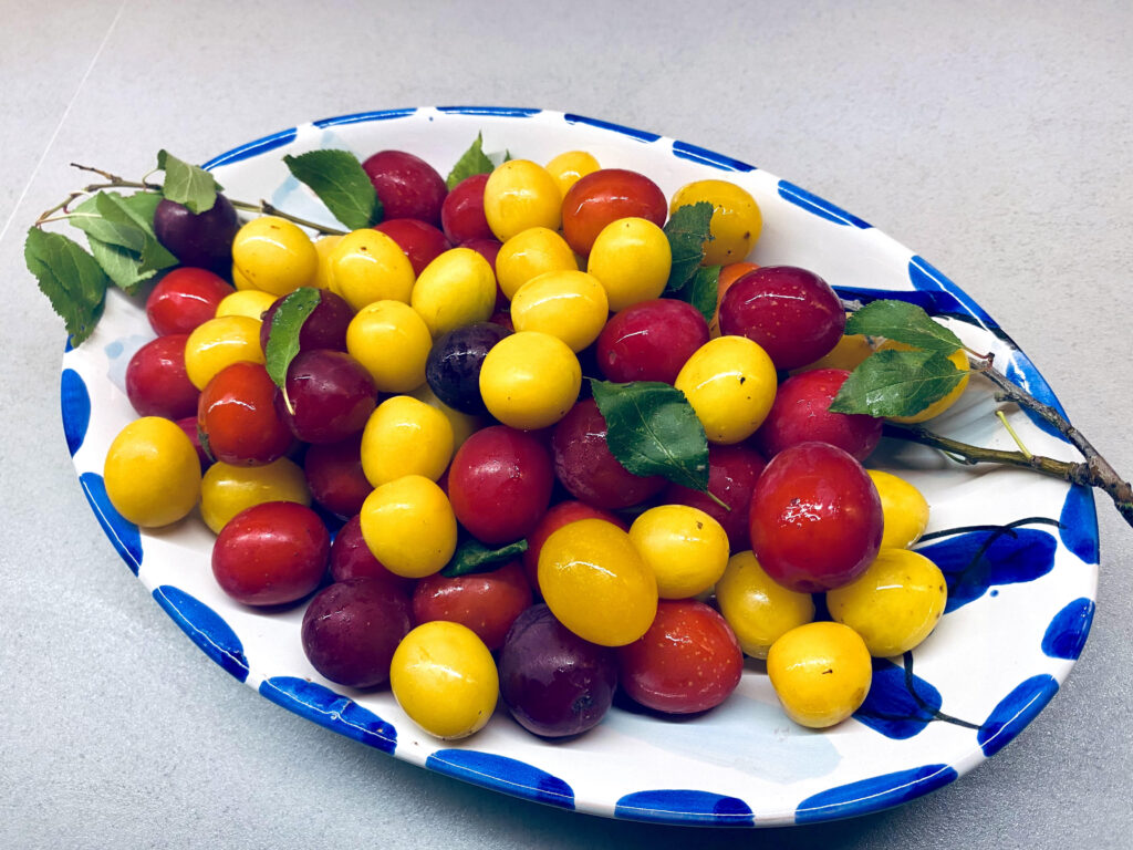 Cherry-plums