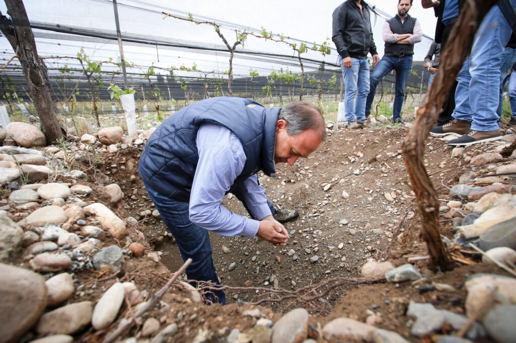 Edy del Popolo in vineyard terroir