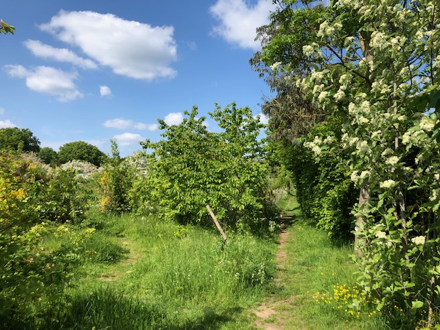 Bedmond Lane Wildlife Meadow. Photo: Dr Robert Wareing