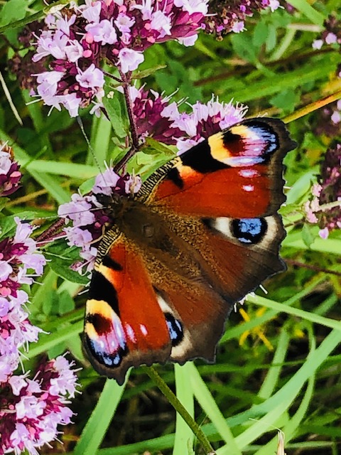 Bedmond Lane Wildlife Meadow. Photo: Dr Robert Wareing
