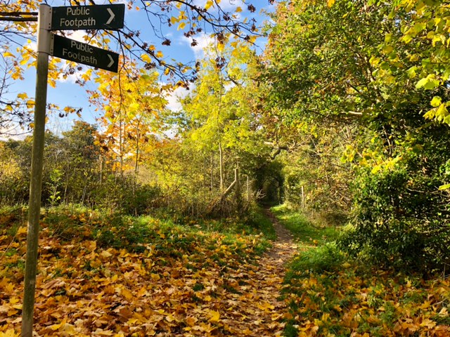 Bedmond Lane Wildlife Meadow. Photo: Dr Robert Wareing