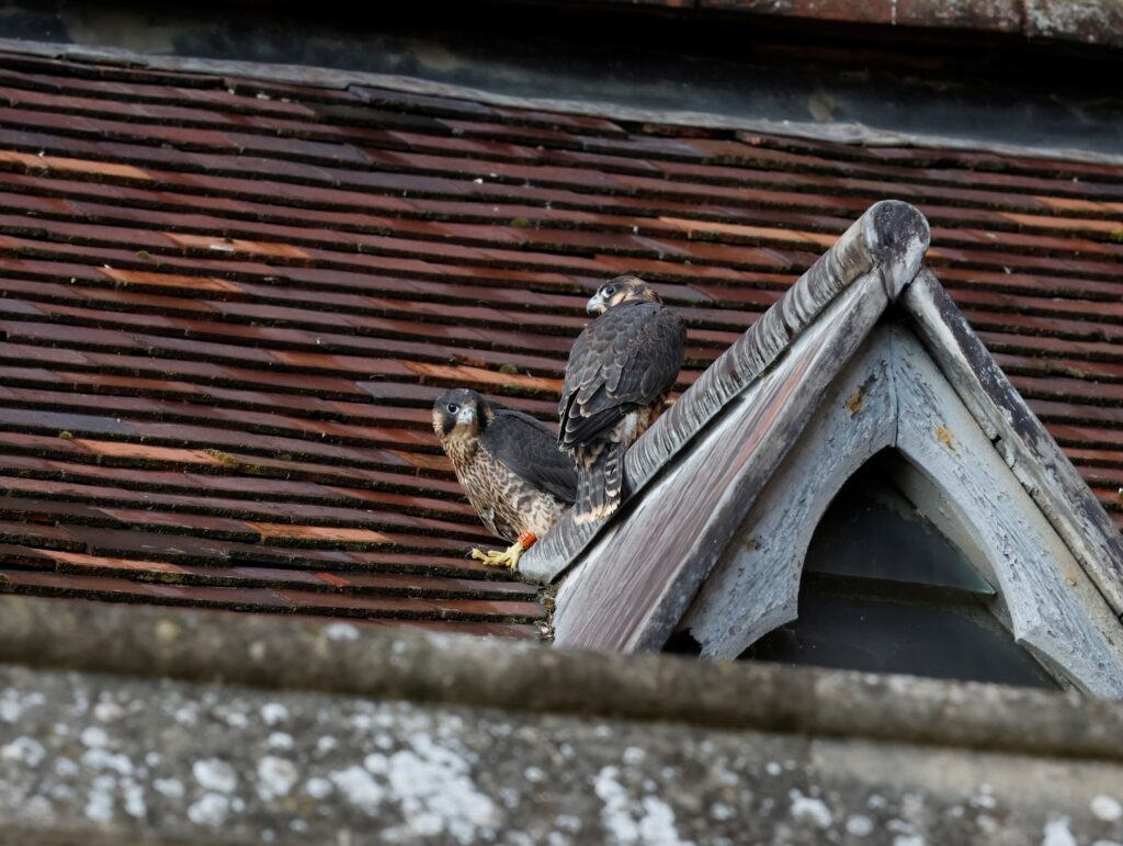 Peregrine chicks on the lower roof of the Cathedral. Photo: Michael Barrett