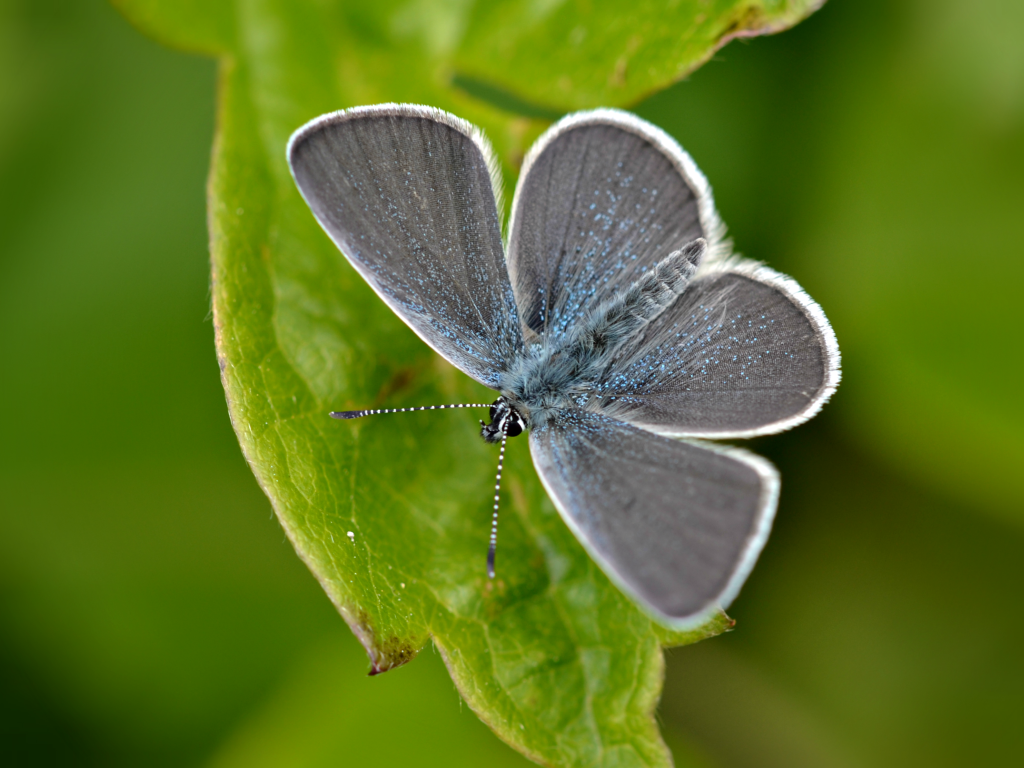 The Small Blue butterfly. Photo: Herts and Middlesex Butterfly Conservation