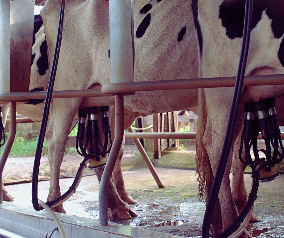 St Albans vegans believe there is no such thing as a happy dairy cow.