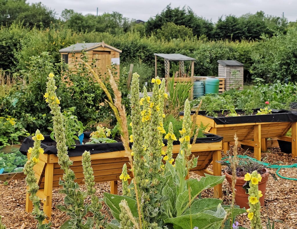 Harpenden Mencap's Allotment Club