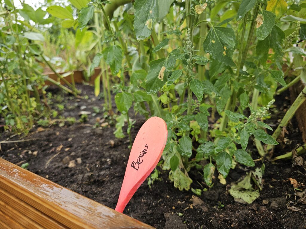 Harpenden Mencap's Allotment Club