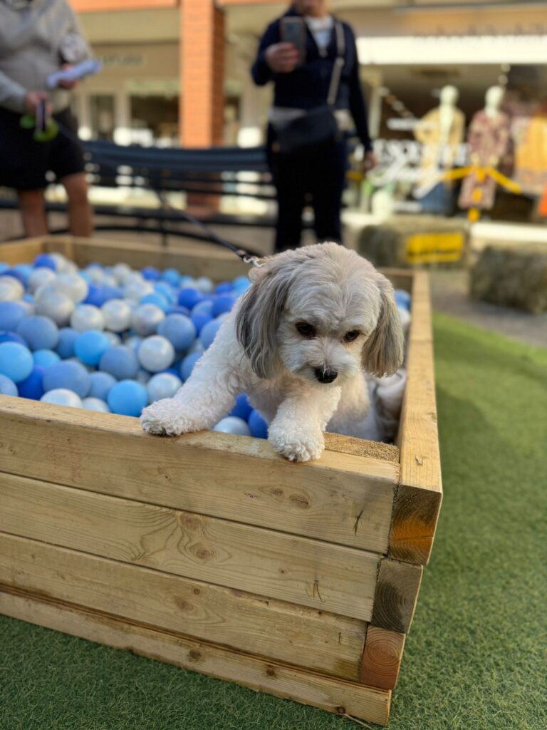 Dog Day at Christopher Place Shopping Centre