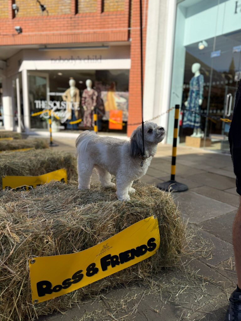 Dog Day at Christopher Place Shopping Centre