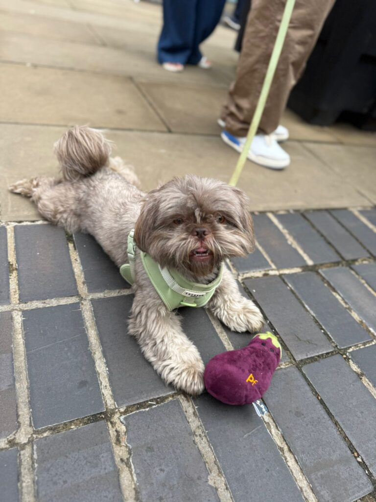 Dog Day at Christopher Place Shopping Centre