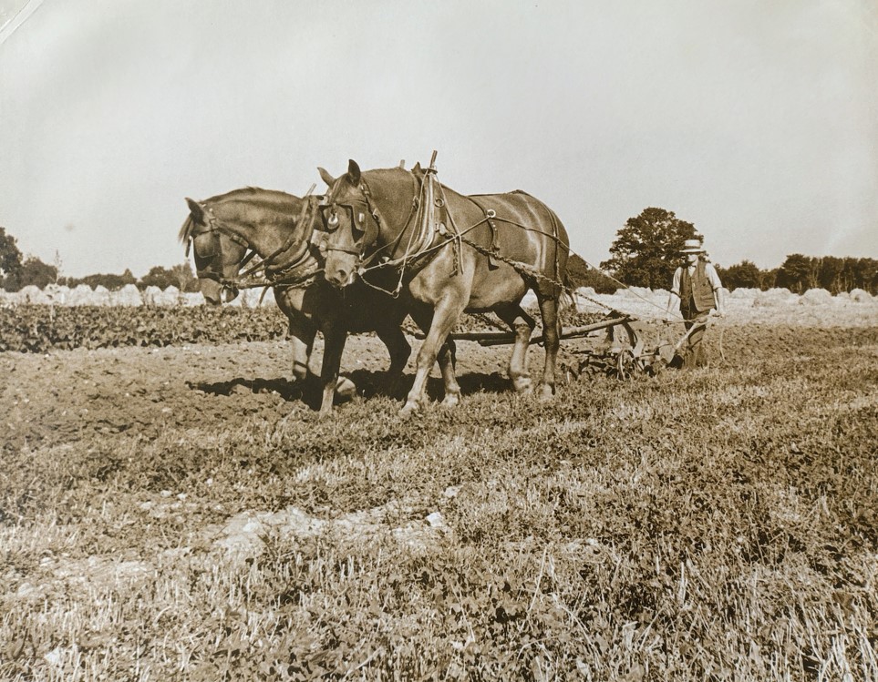Ploughing the fields with horsepower