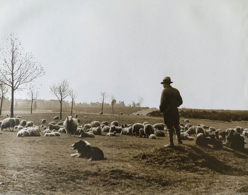 Shepherd on Harpenden Common