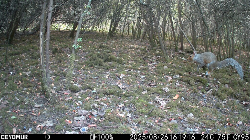 Wildlife seen at Bedmond Lane Meadow