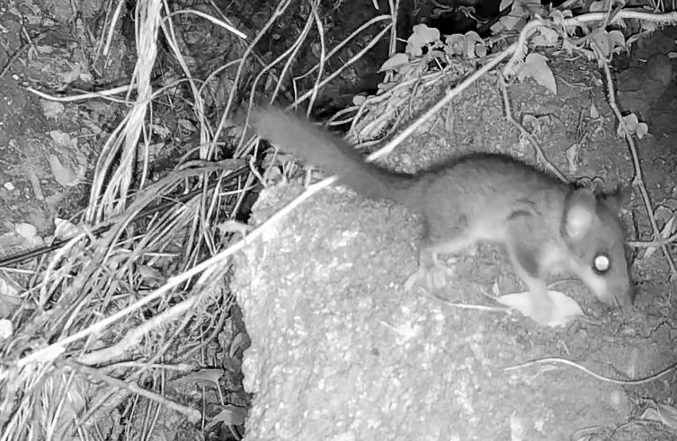 A Glis glis