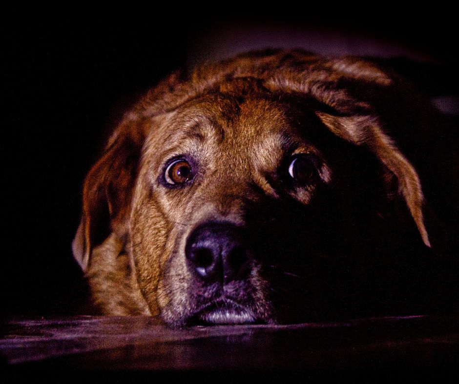 How can you help your dog cope during fireworks season?