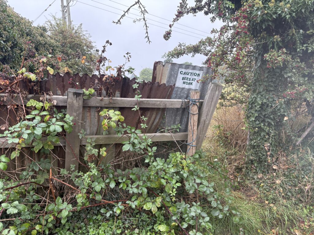 Bees and other wildlife at currently at home on the former agricultural land behind The Green Man.