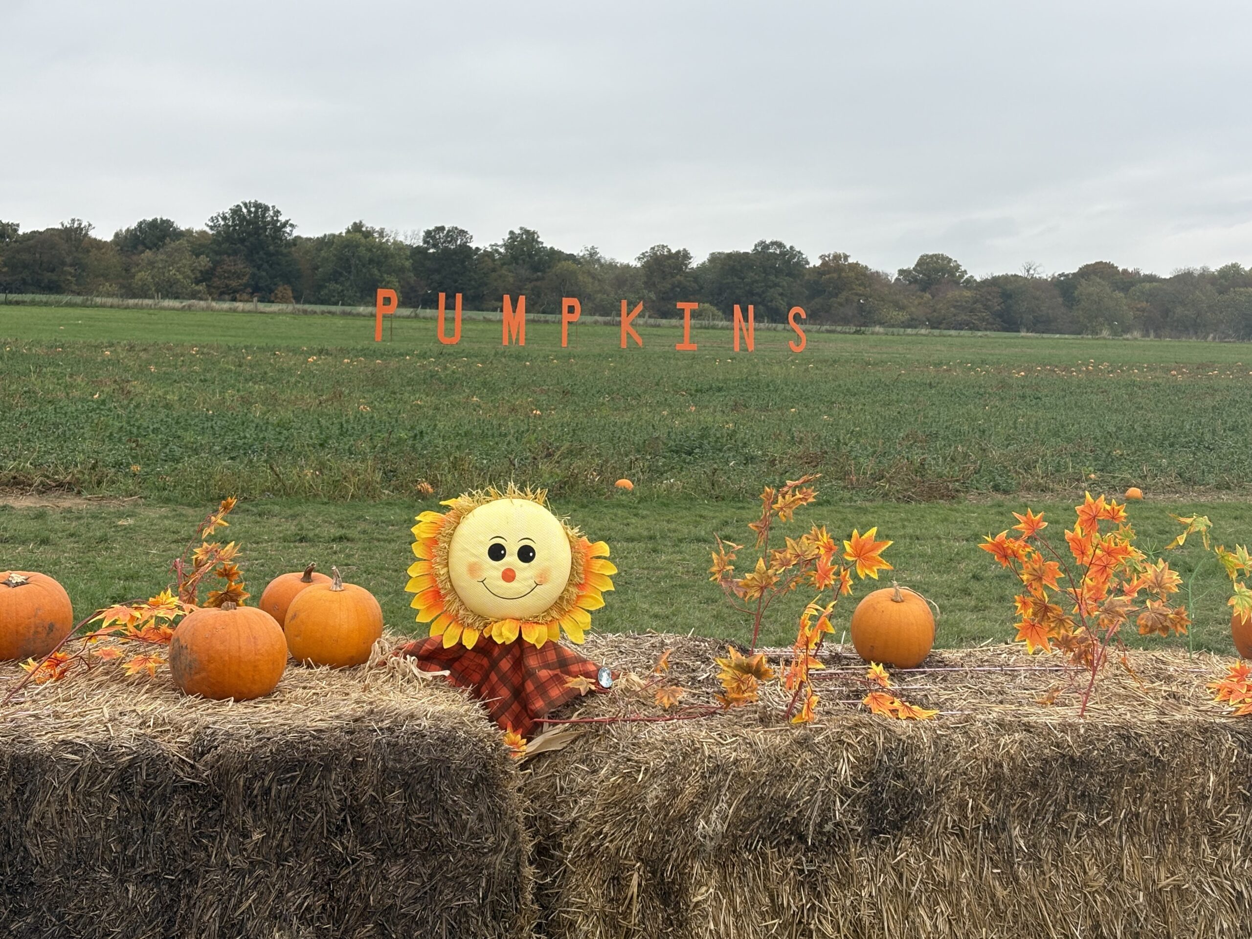 Willows Activity Farm Pumpkin Festival 2025.