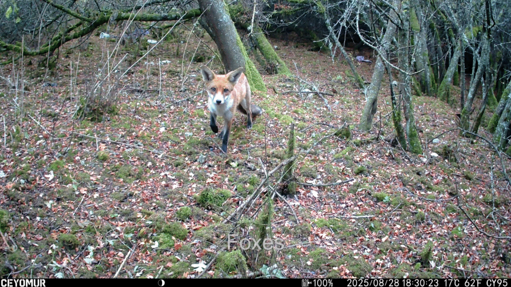 Wildlife seen at Bedmond Lane Meadow