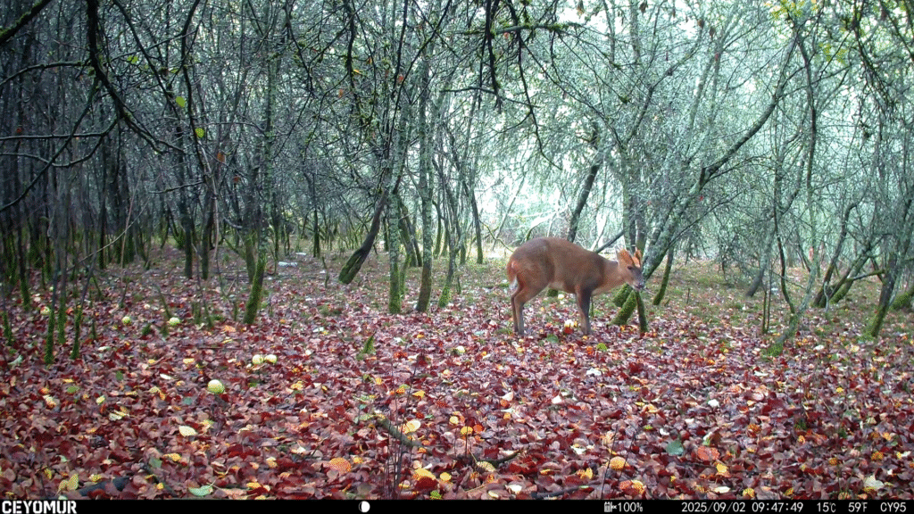 Wildlife seen at Bedmond Lane Meadow