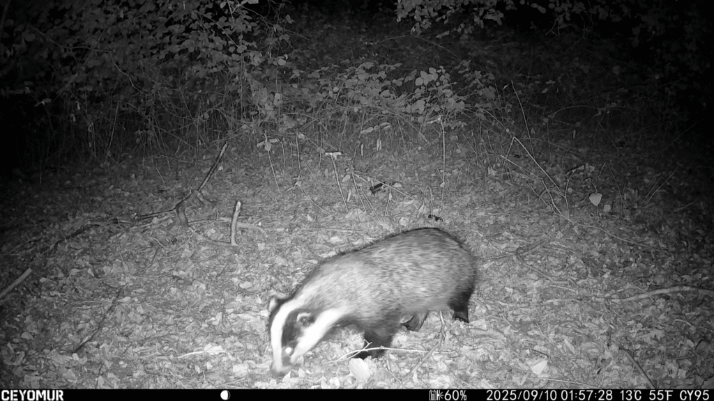 Wildlife seen at Bedmond Lane Meadow