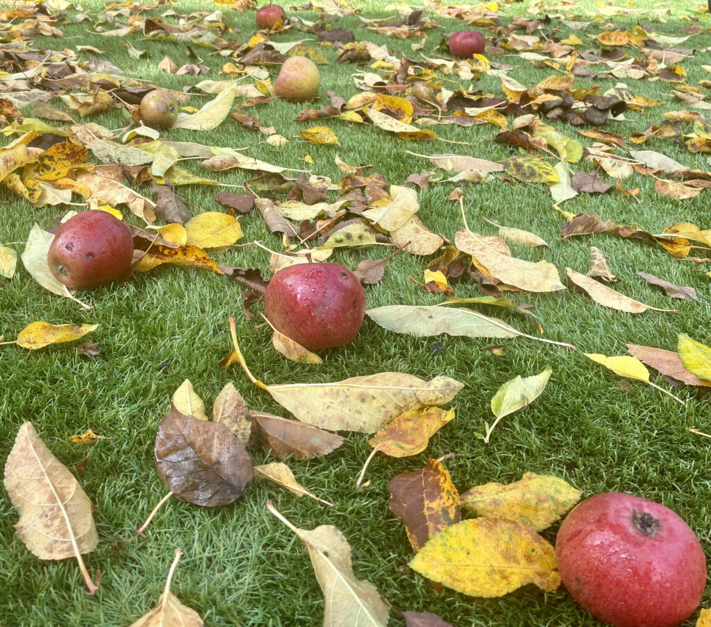 Strewn apples