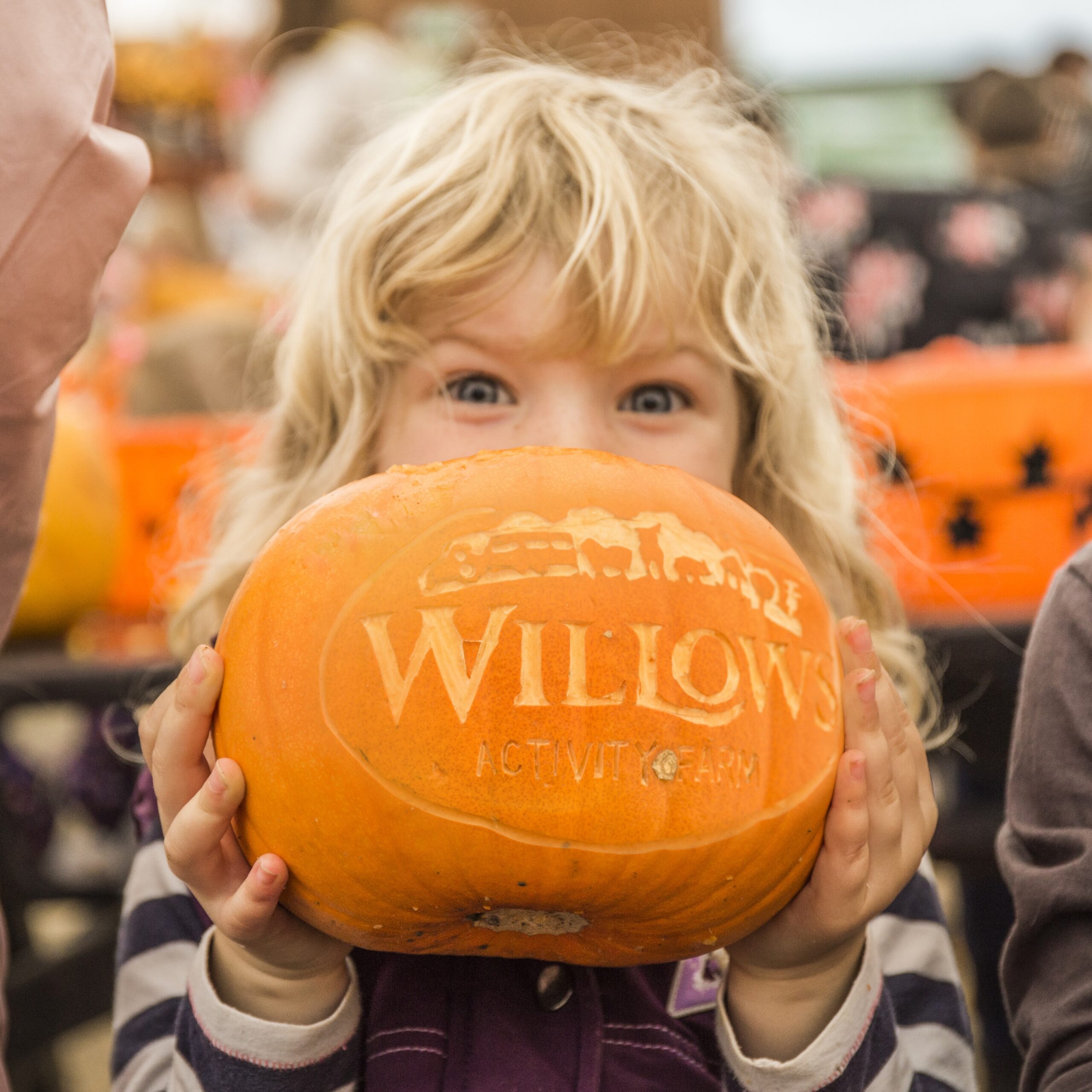 Willows Activity Farm's Pumpkin Festival is back!