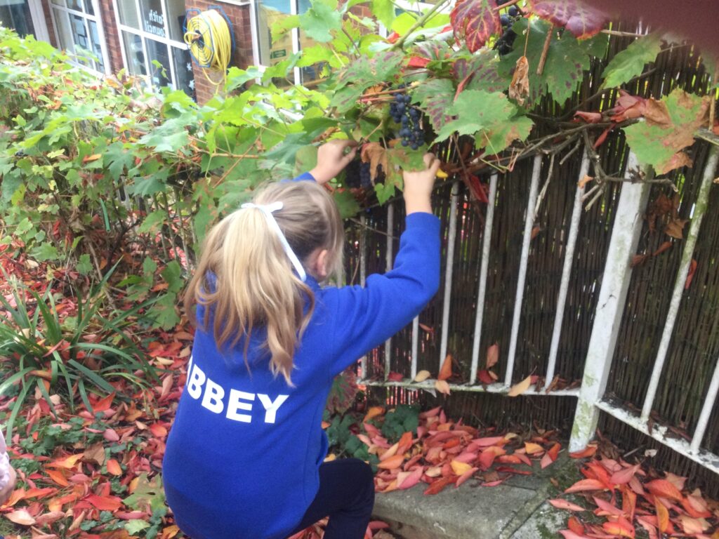 Making jam at The Abbey CE VA Primary School using grapes harvested on the school grounds.