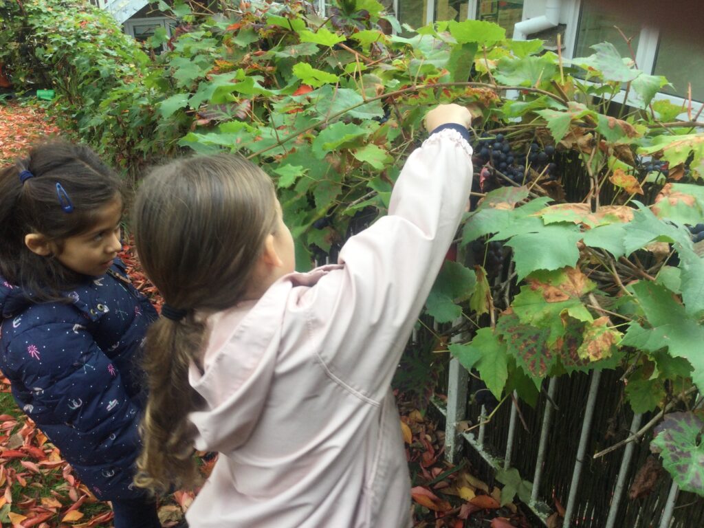 Making jam at The Abbey CE VA Primary School using grapes harvested on the school grounds.