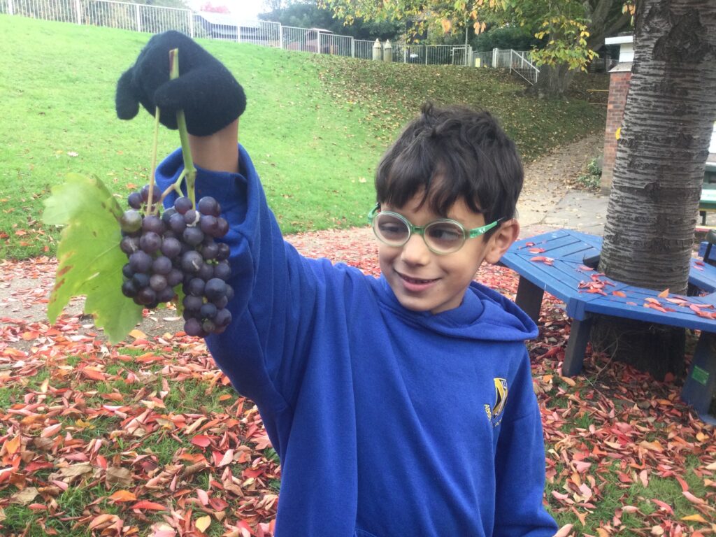 Making jam at The Abbey CE VA Primary School using grapes harvested on the school grounds.