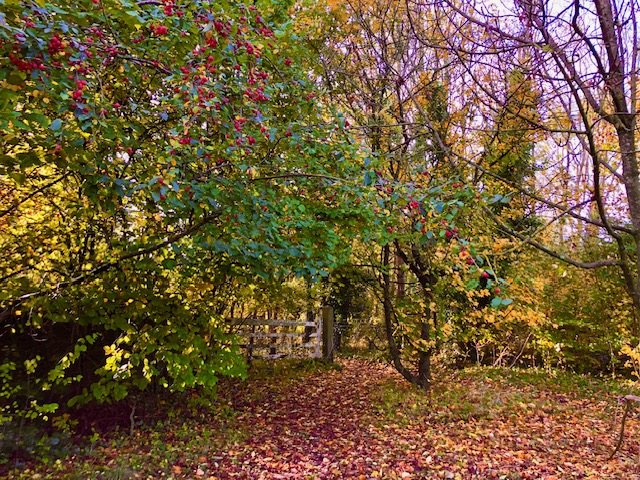 Bedmond Lane wildlife meadow