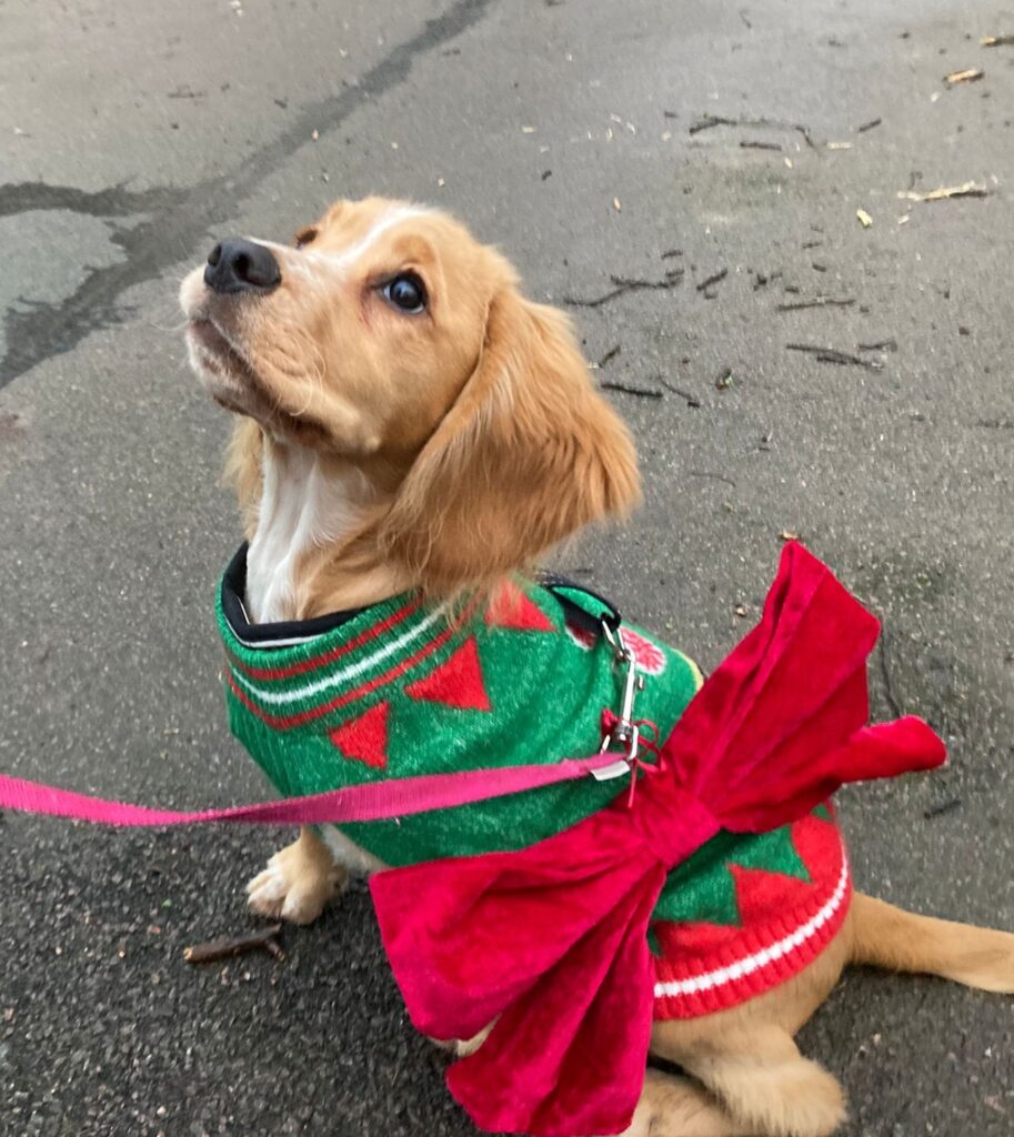 Christmas dogs in Clarence Park. Photo: Graham Shephard