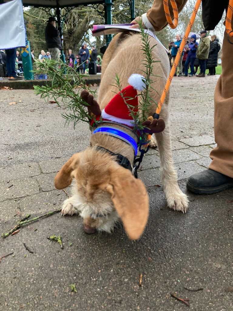 Christmas dogs in Clarence Park. Photo: Graham Shephard