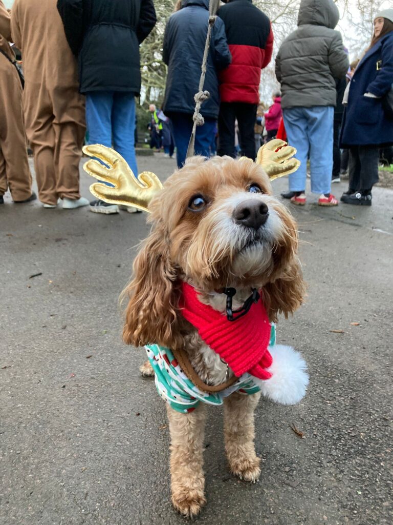Christmas dogs in Clarence Park. Photo: Graham Shephard