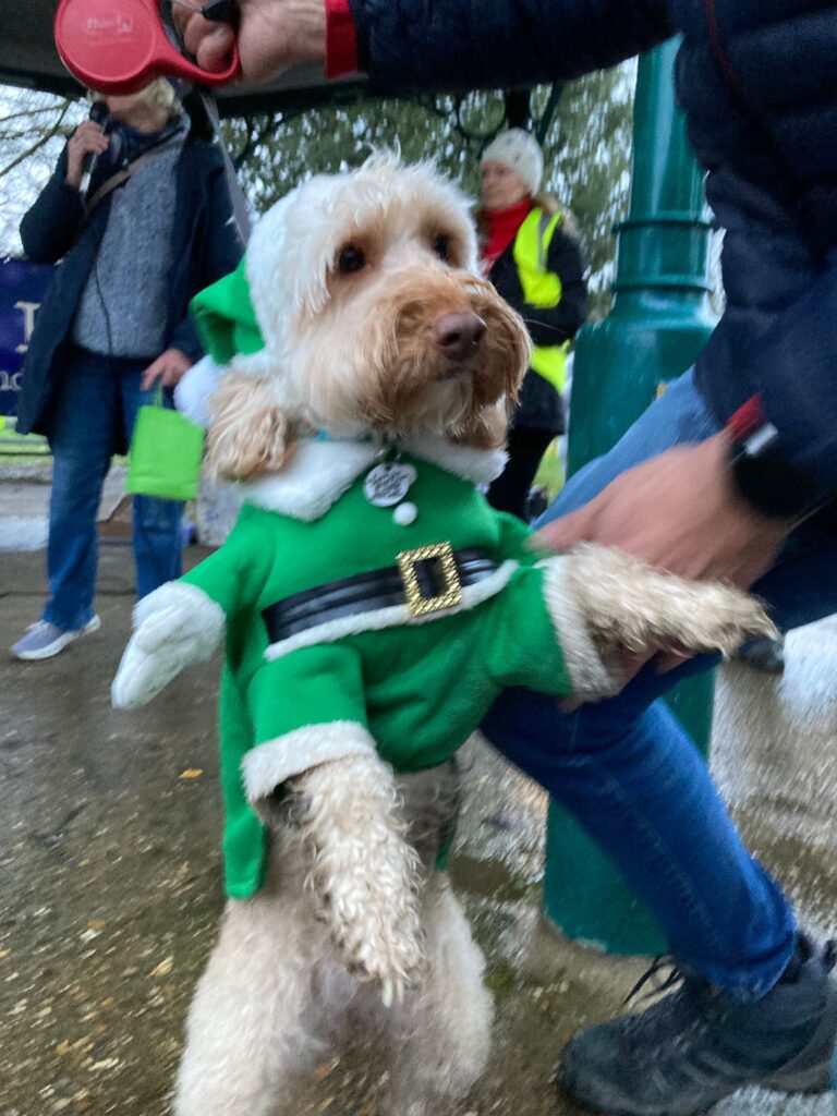 Christmas dogs in Clarence Park. Photo: Graham Shephard