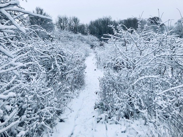 Bedmond Lane Wildlife Meadow